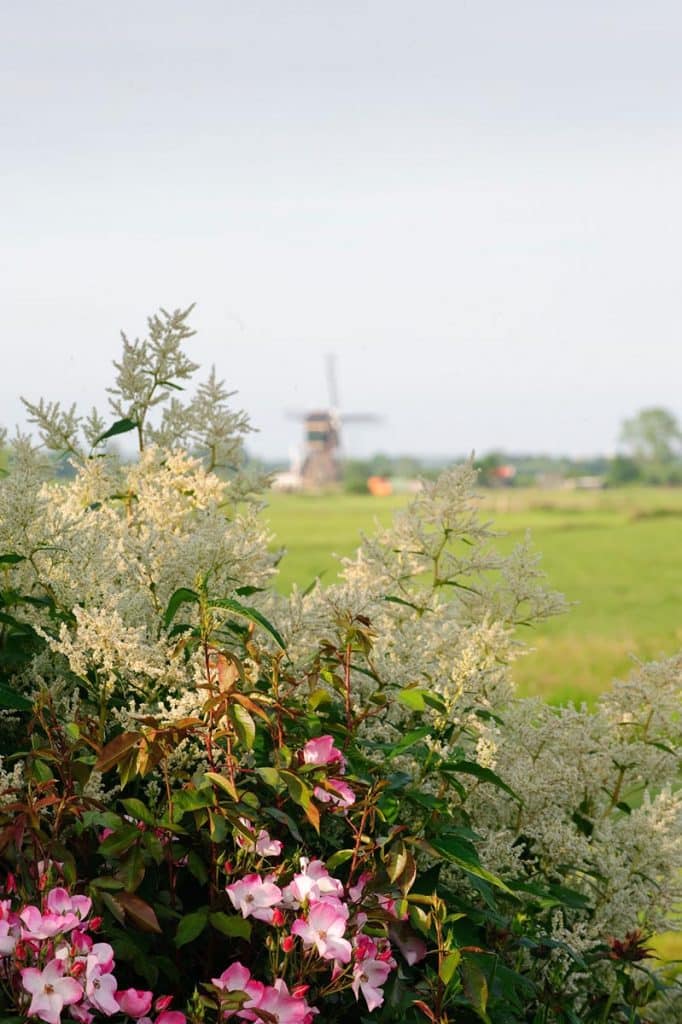 Dutch Polder Luc Engelhard