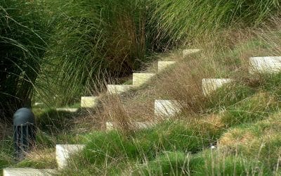 Consciously and unconsciously fascinated by the plants