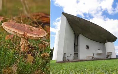 Paddenstoelen en zwammen